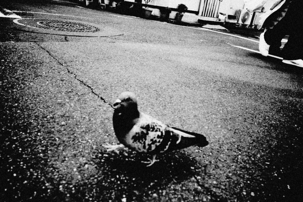 pigeon-lux-corvo-grain
